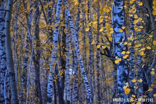 去阿勒泰怎么选旅行社？这篇17年口碑老店测评给你答案