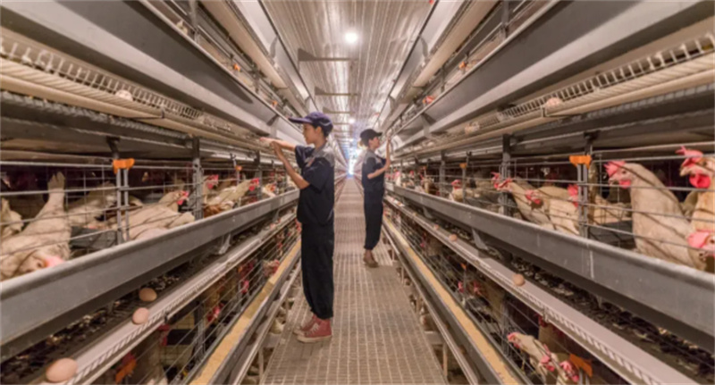 凯发国际首页：到2030年四川（夹江）禽蛋交易市场年交易额力争达到100亿元(图2)