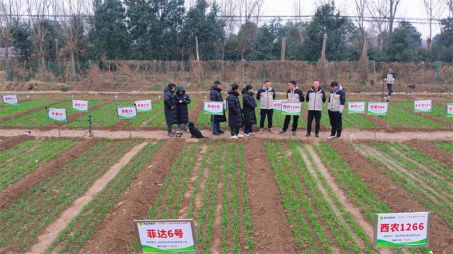 K8·凯发：“抖快看”×豫北种业“西农1266”新媒体推广签约成功举行(图5)