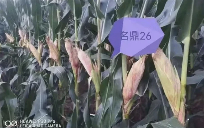 同心聚力共赢新程‖天中种业2026年名鼎26＆名科699营销战略峰会隆重举行(图6)